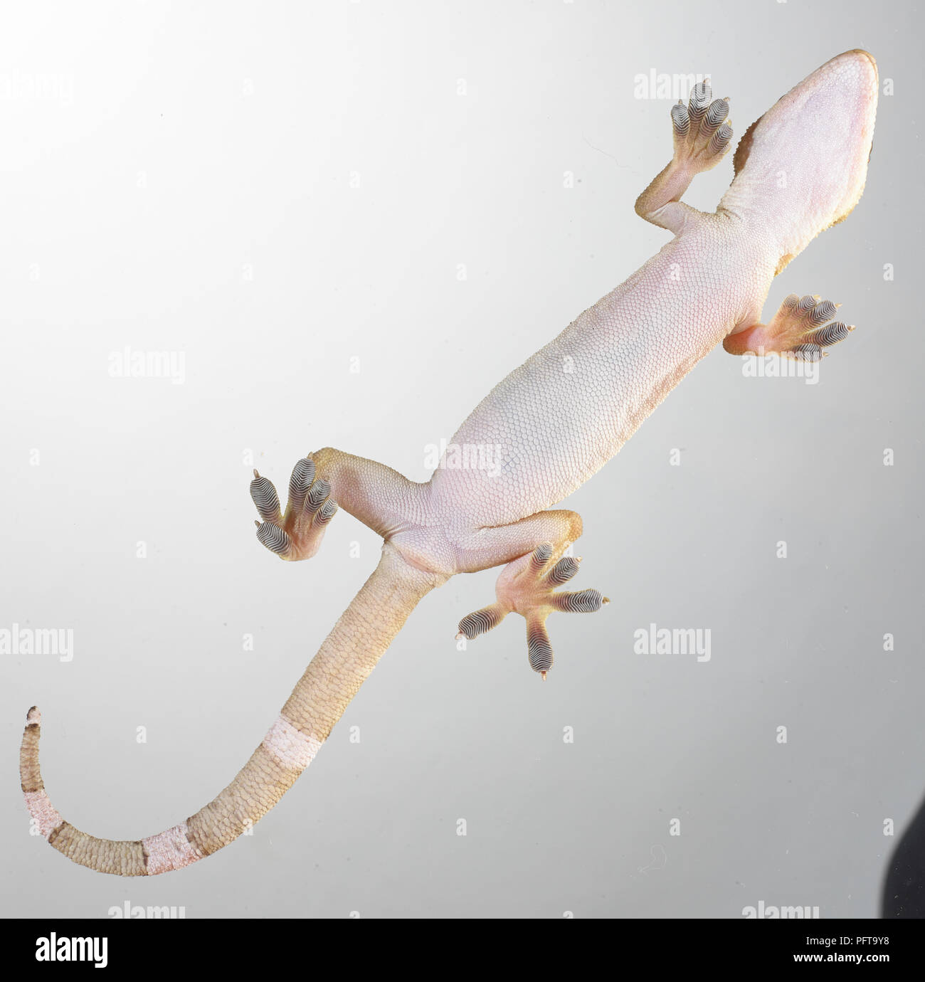 Die Unterseite der palm Gecko (Gekko Gecko) Stockfoto