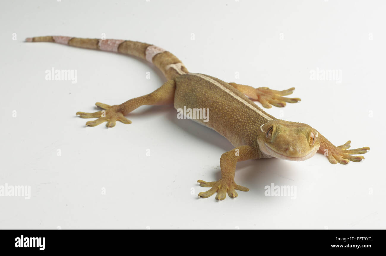 Palm Gecko (Gekko Gecko). Stockfoto