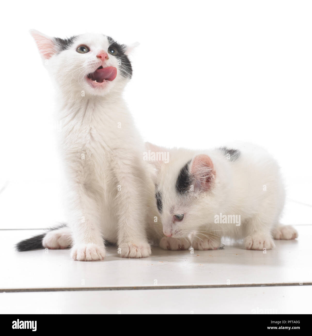 Zwei schwarze und weiße Kätzchen Stockfoto