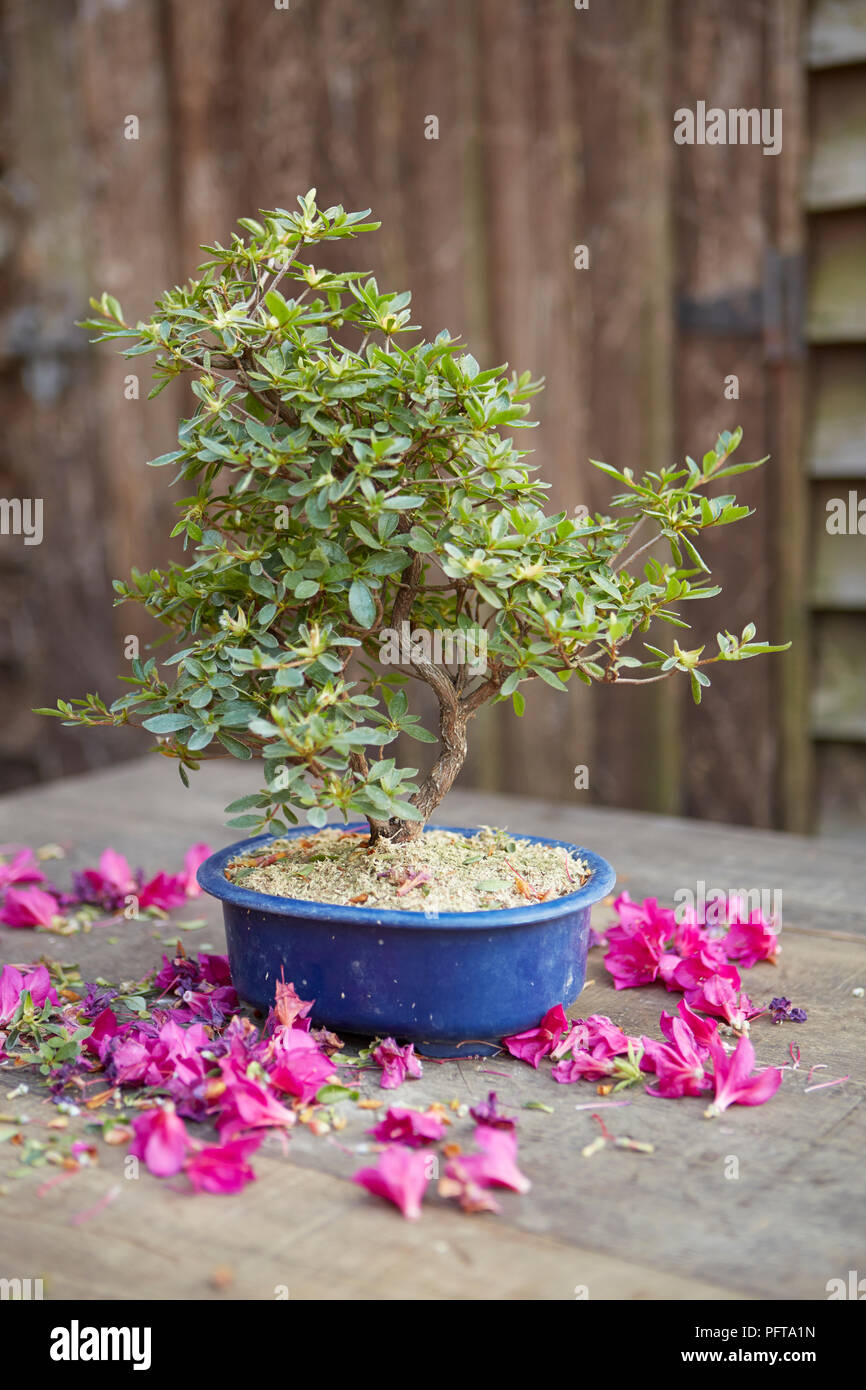 Bonsai Azalea, verbrachte Blumen entfernt Stockfoto