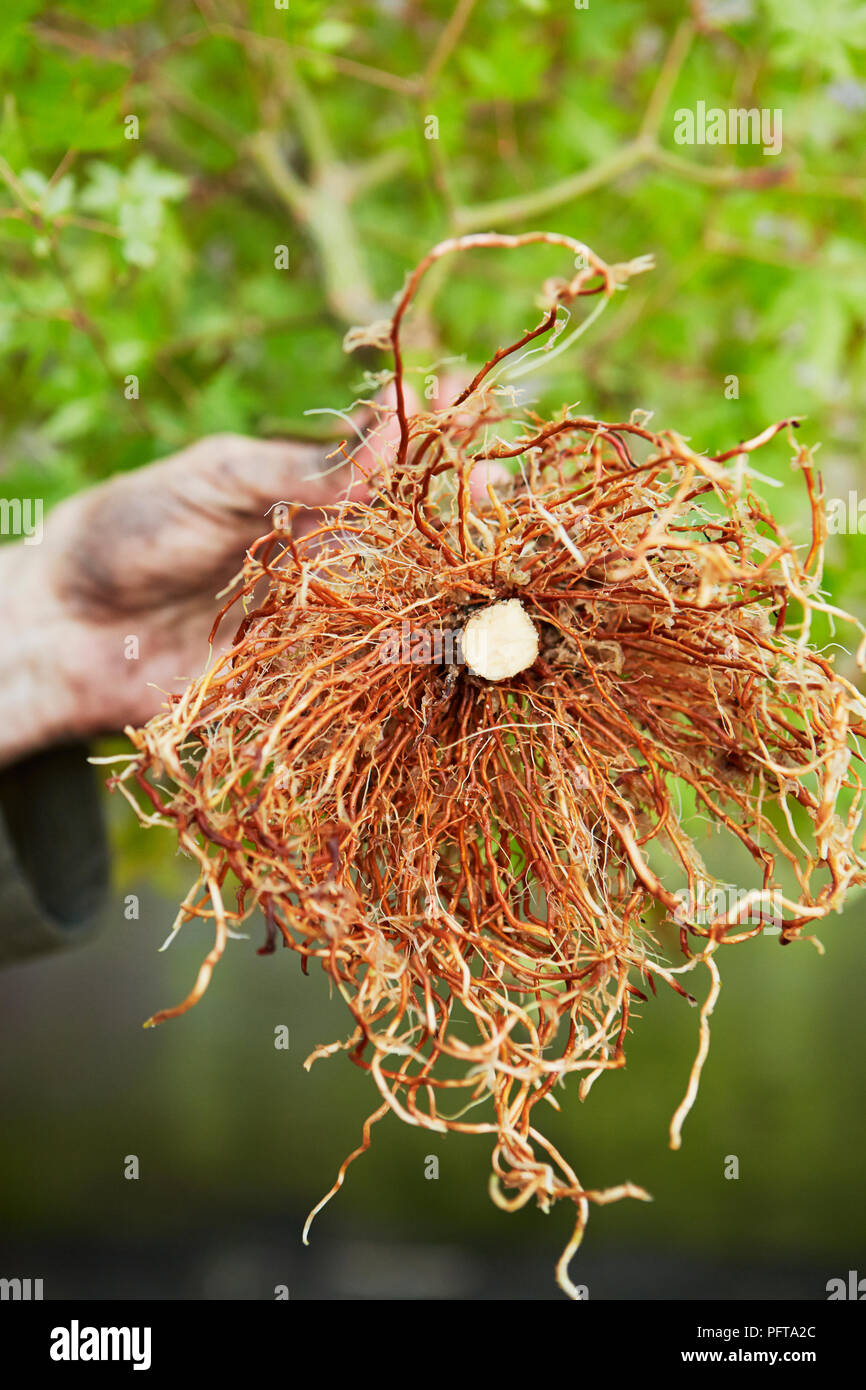 Wurzeln der Bonsai Acer palmatum (Japanischer Ahorn), die Luftschicht Ahorn  Stockfotografie - Alamy