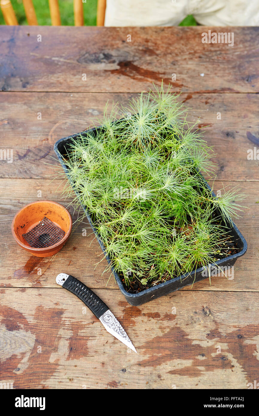 Bonsai Pinus thunbergii (Japanische Schwarzkiefer), Sämlinge Stockfoto