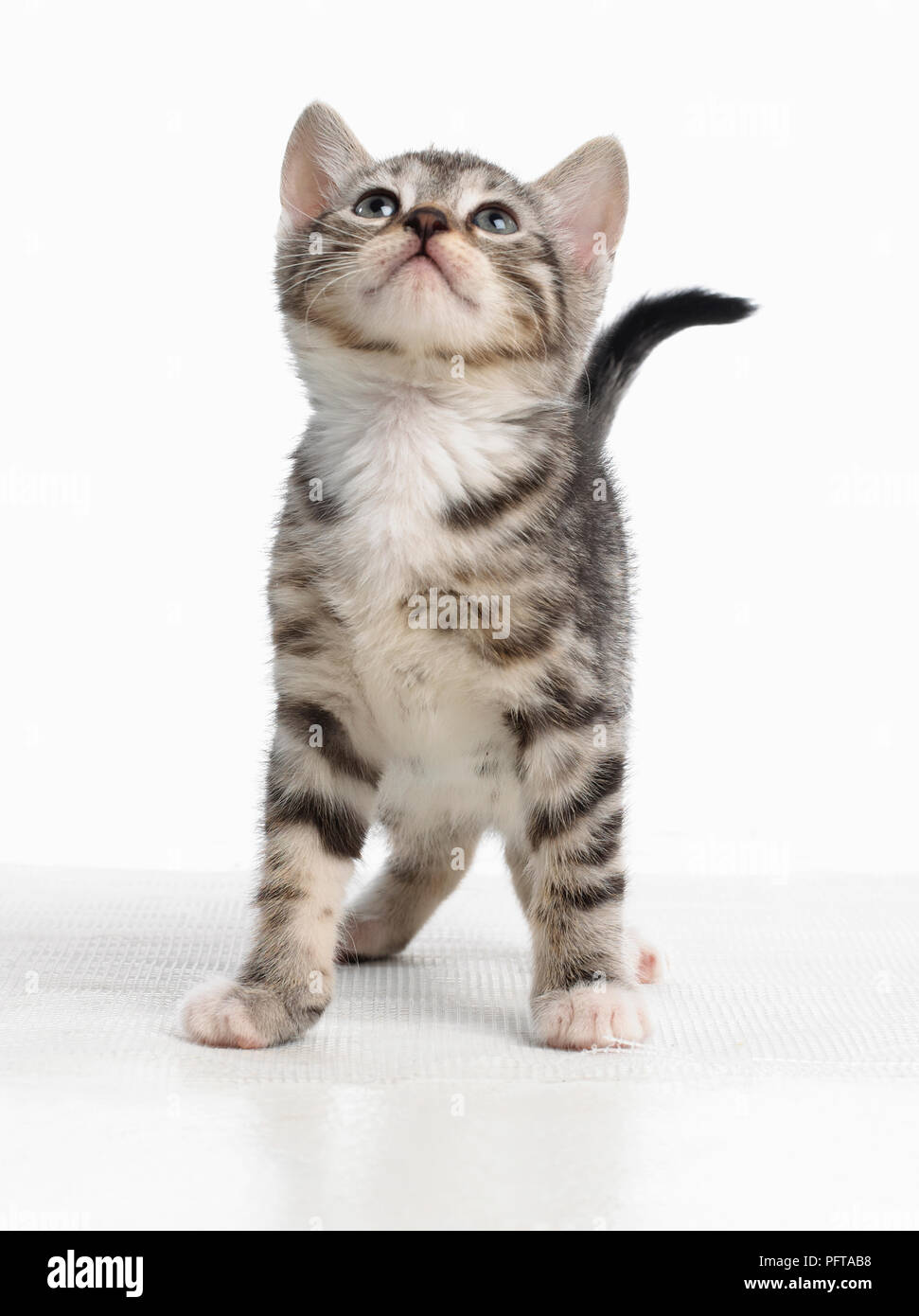 Grau tabby Kitten, Bengalen und britischen Kreuz Kurzhaar Kätzchen, 5 Wochen alt Stockfoto