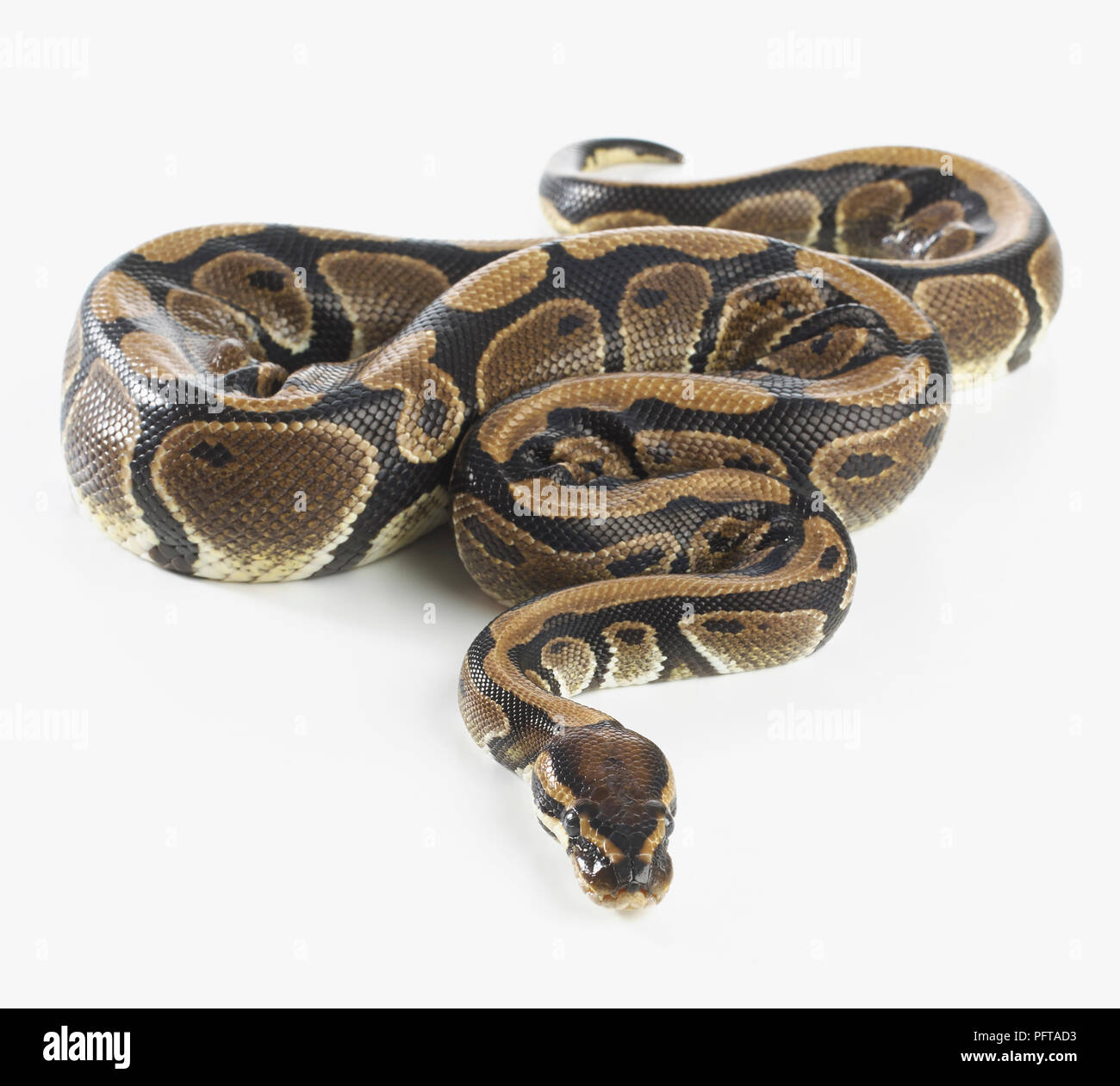 Königliche Python (Python Regius), 3-Year-Old weiblich Stockfoto