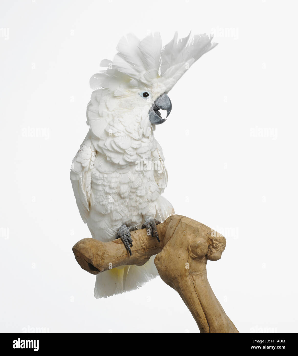 White Cockatoo, Dach Kakadu (Cacatua Alba), 3-Year-Old weiblich Stockfoto