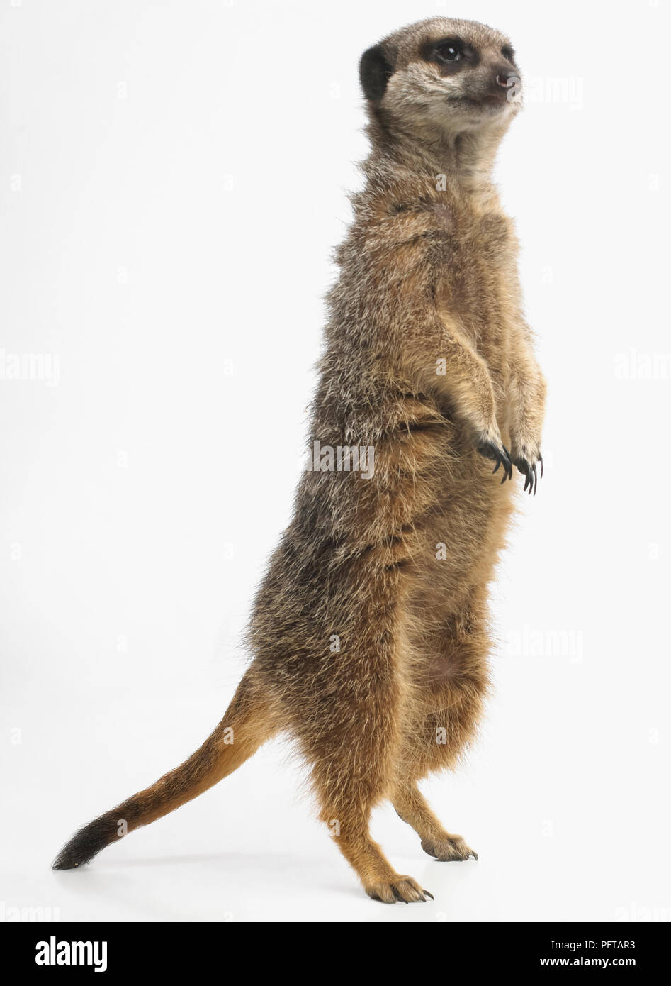 Erdmännchen (Suricata Suricatta) Stockfoto