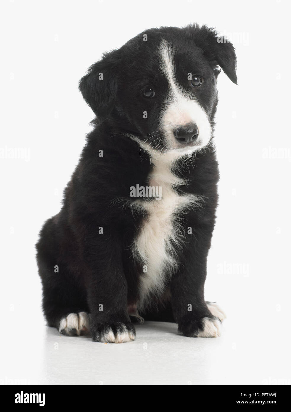 Schwarz / weiß-Schäferhund Welpen, 7 Wochen altes Baby Stockfoto