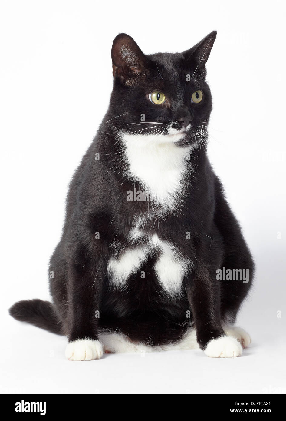 Schwarze und weiße Farm cat Stockfoto