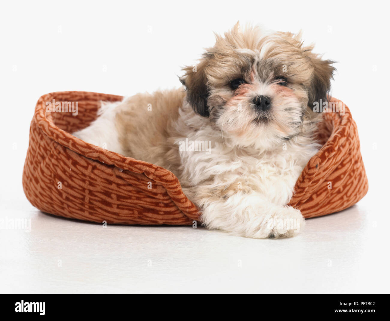Shih Tzu Welpe Hund Bett, 8 Wochen alt Stockfoto