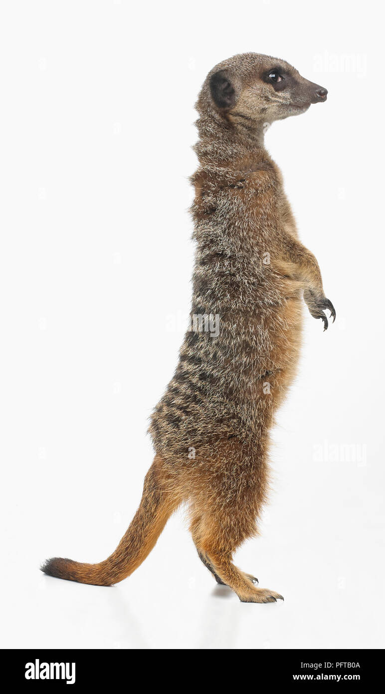 Erdmännchen (Suricata Suricatta) Stockfoto
