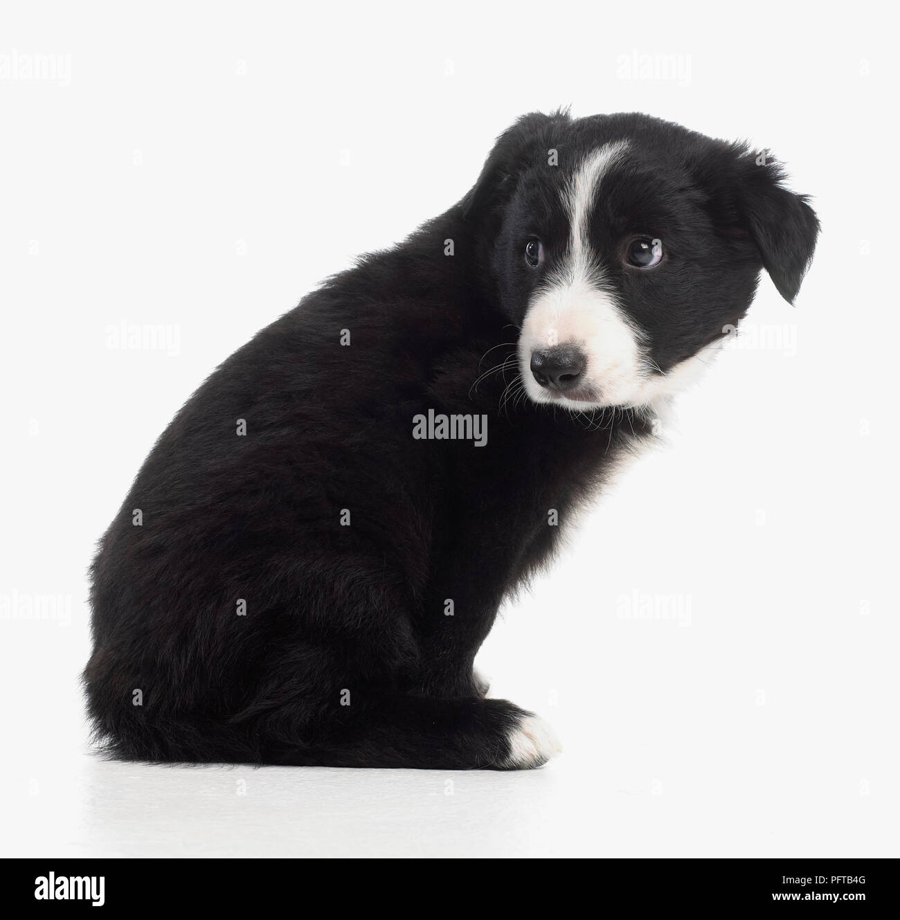 Weisser Schaferhund Stockfotos Und Bilder Kaufen Alamy