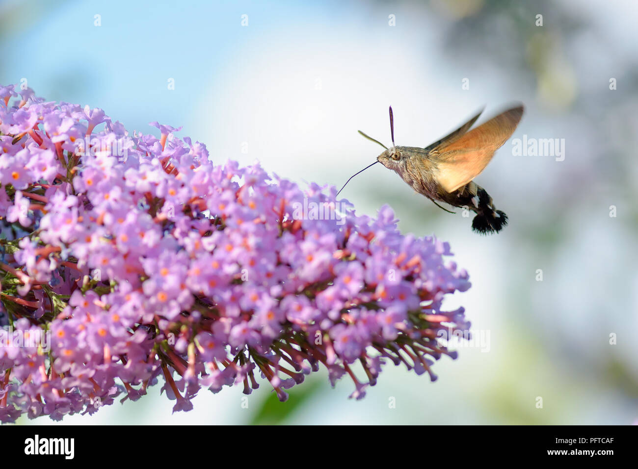 Hummingbird hawk moth-Macroglossum stellatarum. Der Kolibri Hawk-moth ist in der gesamten nördlichen Welt von Portugal bis Japan verteilt, aber ich Stockfoto