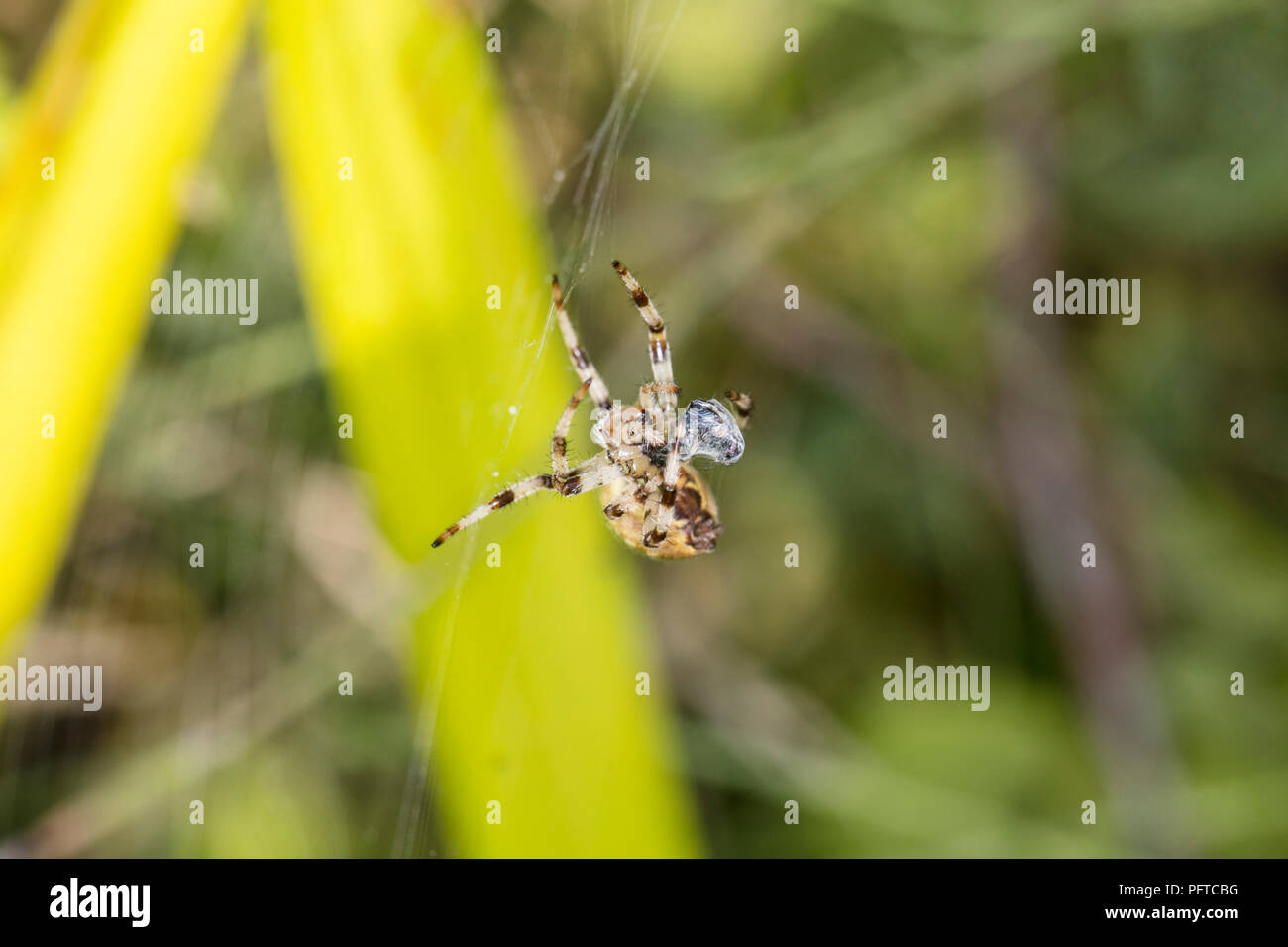 Kleine Spinne wickelt seine Nahrung auf dem Netz Stockfoto