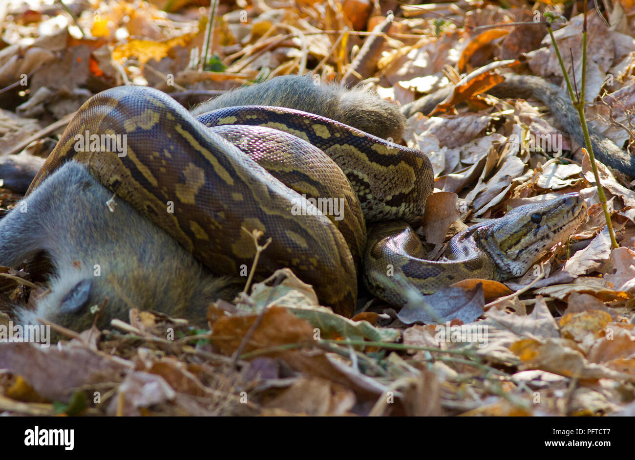 Eine große Python hat eine Meerkatze Frau mit Kind gefangen und töteten sie durch einengende mit seinen muskulösen Spulen. Python töten eine große Auswahl an Stockfoto