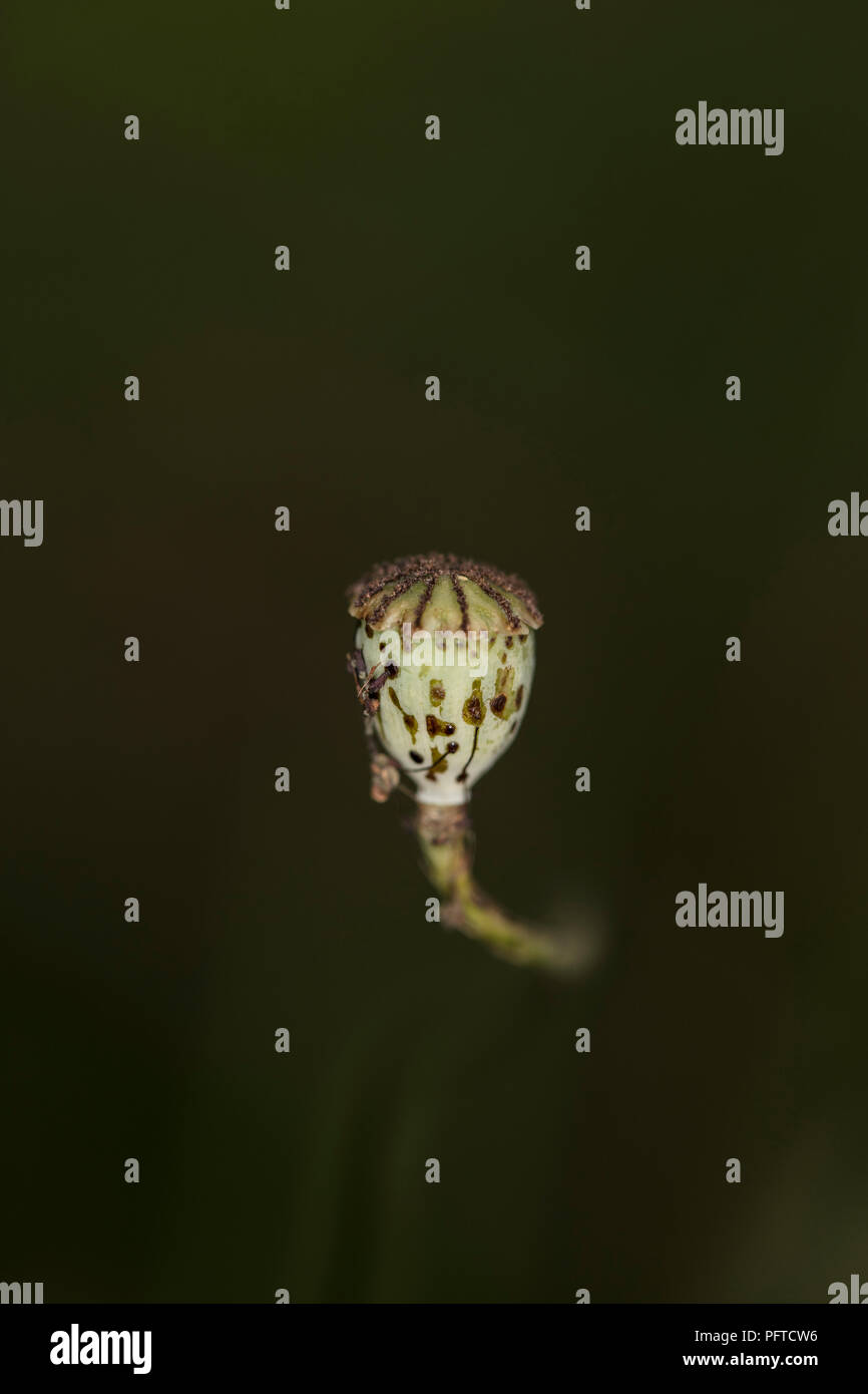 Poppy Kopf wächst frei im Feld, Aussaat Stockfoto