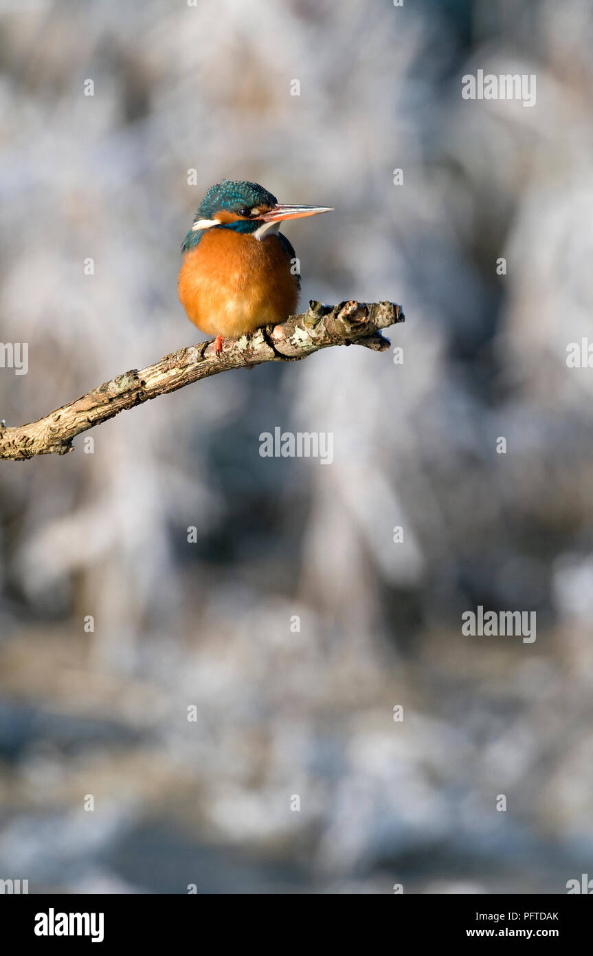 Eisvögel (Alcedo atthys) - im Winter - Martin Pêcheur d'Europa Stockfoto