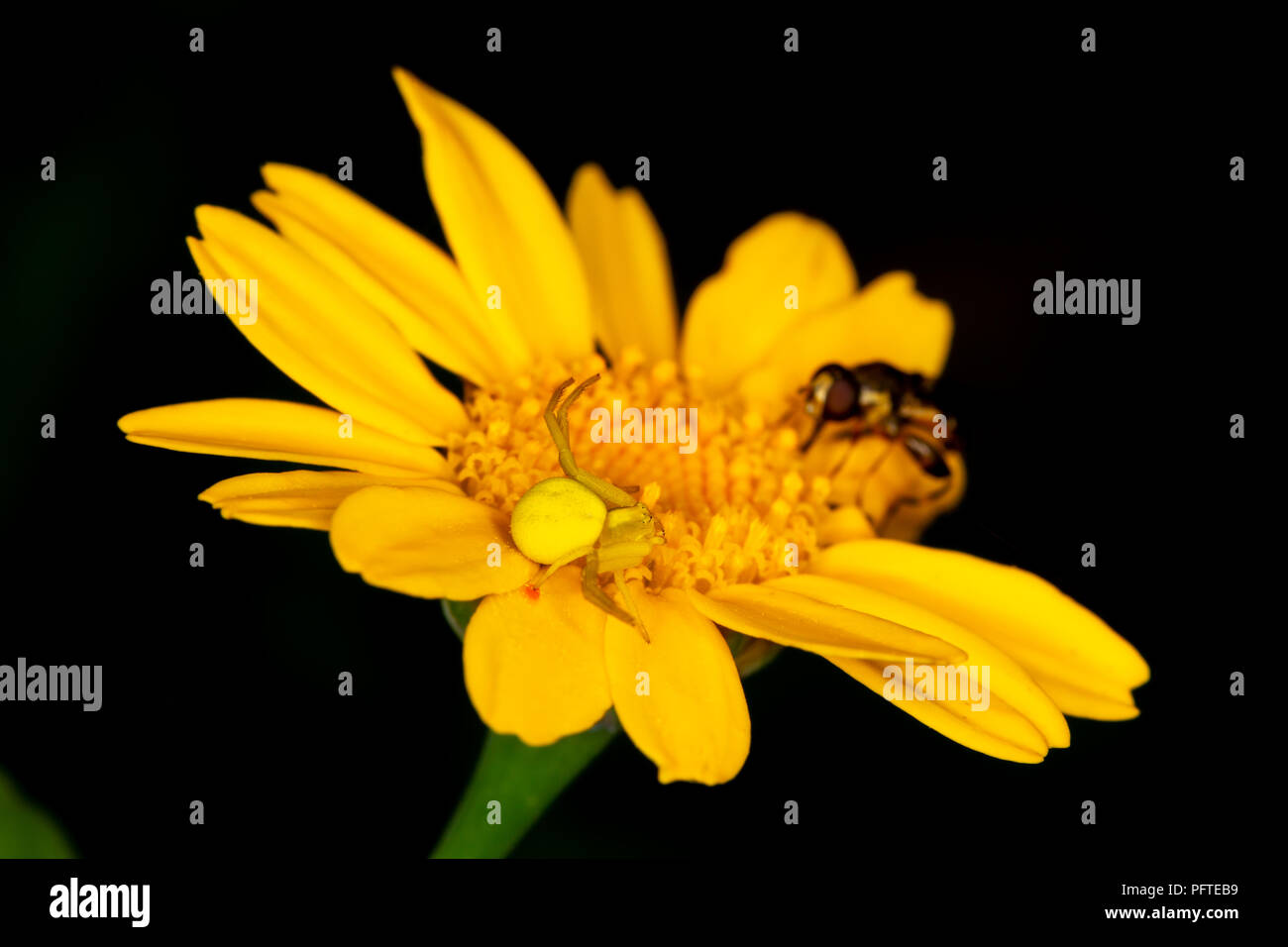 Nahaufnahme der Krabbe Spider auf gelbe Daisy stalking Fliegen im Gegensatz zu dunklen Hintergrund getarnt. Stockfoto