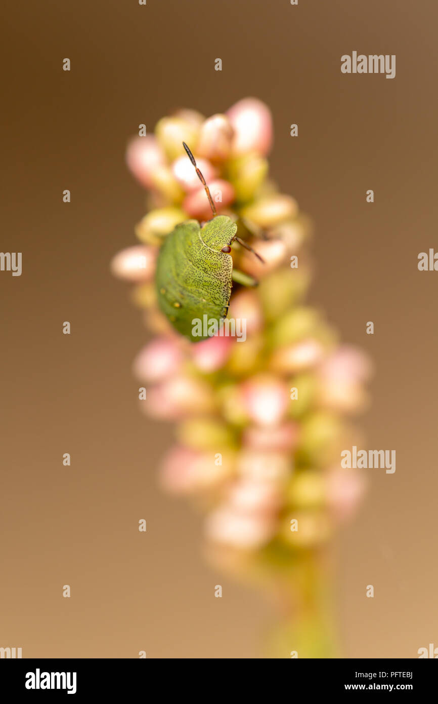 Nahaufnahme von Wildflower mit gemeinsamen grünen Schild bug gehen auf Knospen von oben. Stockfoto