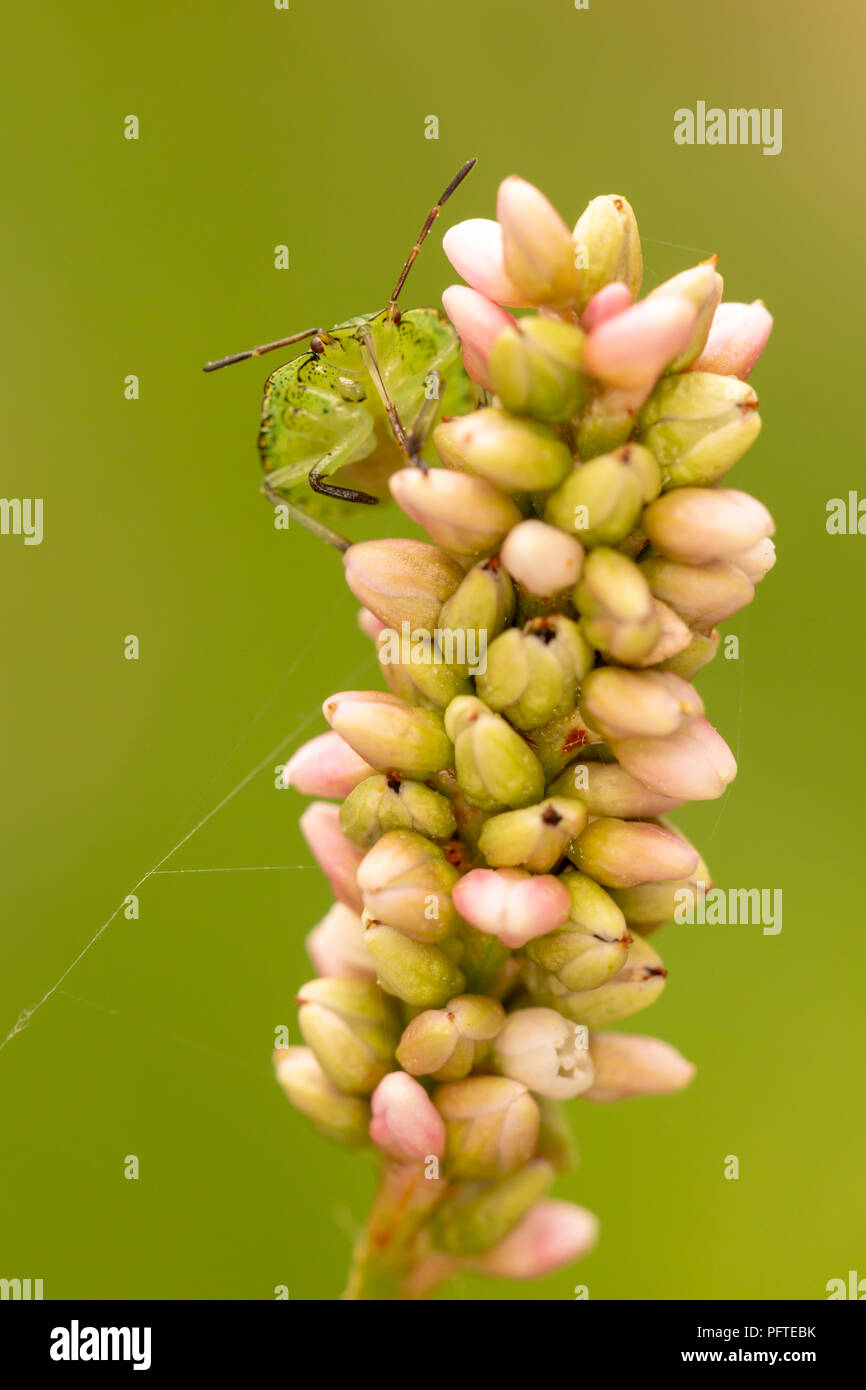 Nahaufnahme von Wildflower mit gemeinsamen grünen Schild Bug stehend auf Knospen. Stockfoto