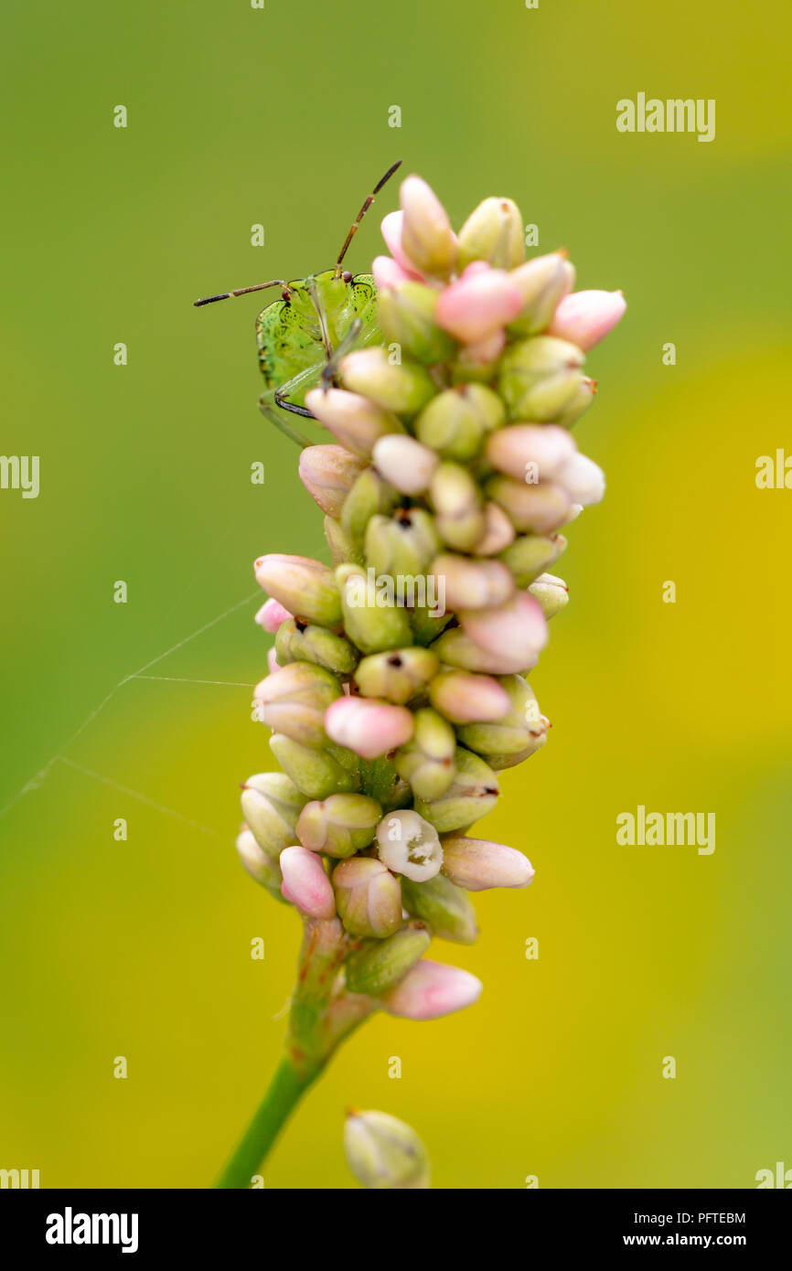 Nahaufnahme von Wildflower mit gemeinsamen grünen Schild Bug stehend auf Knospen. Stockfoto