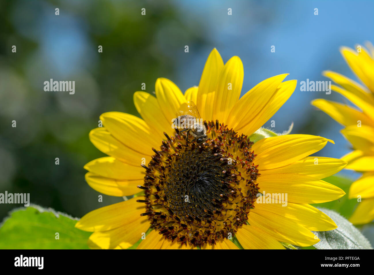 Honig Biene auf Sonnenblumen, Biene sammelt Nektar auf Sonnenblumen Stockfoto