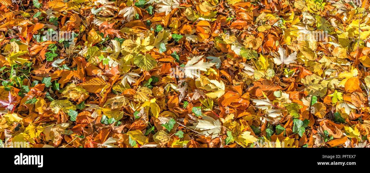 Hintergrund der Gefallenen bunte Herbstliche Blätter auf dem Boden Stockfoto