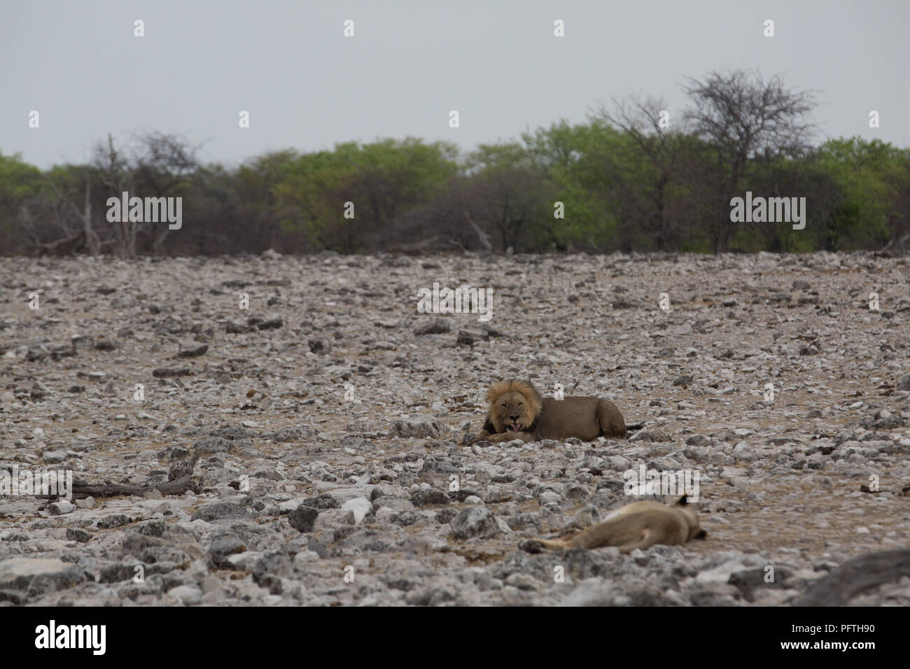 Ein Leon sitzen in der Hitze an einem sonnigen Tag und warten auf Beten in Afrika Stockfoto