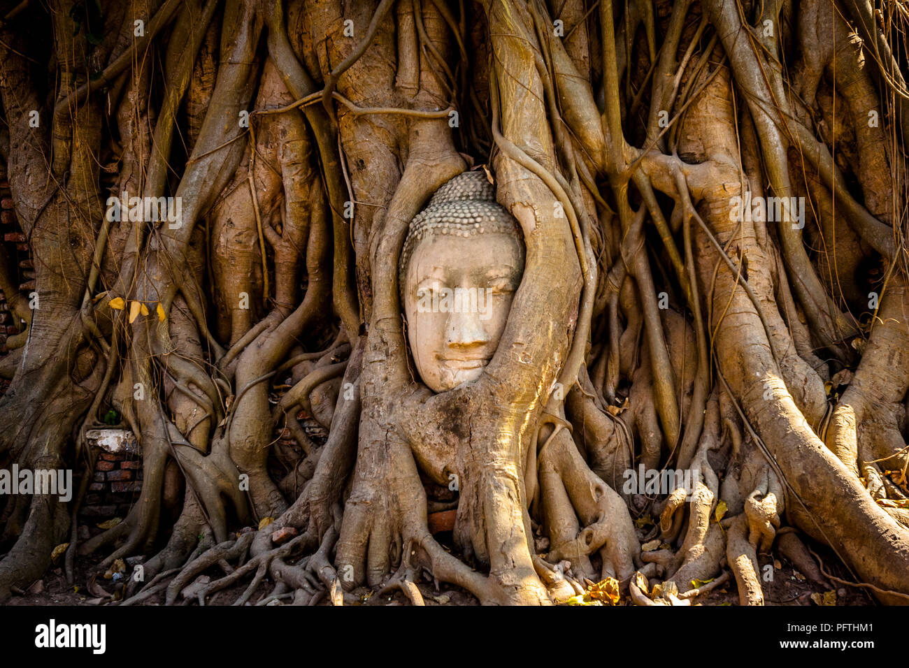 Buddha Gesicht in den Bäumen mit Standlicht. Ayutthaya Historical Park. Stockfoto