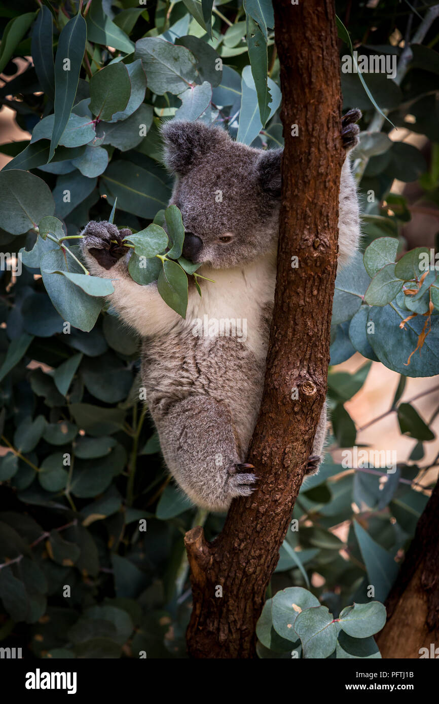 Koala Essen gum Baum Blätter am Perth Zoo Stockfoto