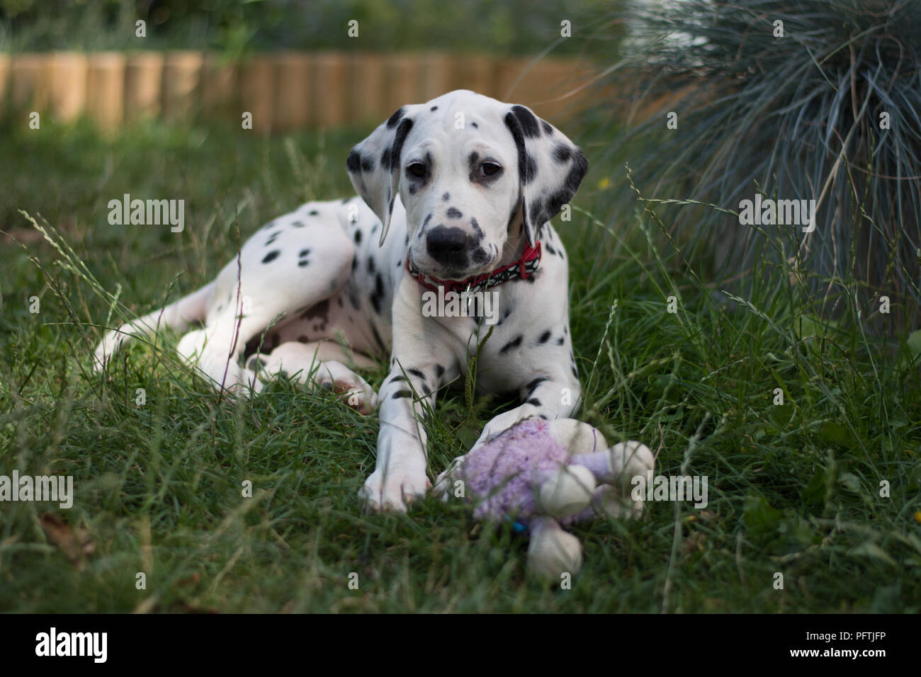 Dalmatiner Welpe liegend auf der Gras mit puple Spielzeug Stockfoto