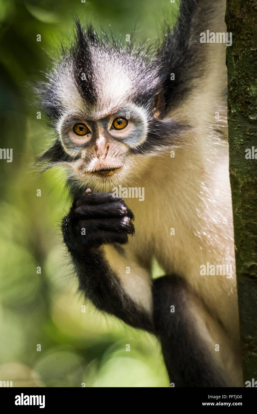 Thomas Blatt Affe, Gunung Leuser Nationalpark, Sumatra, Indonesien Stockfoto