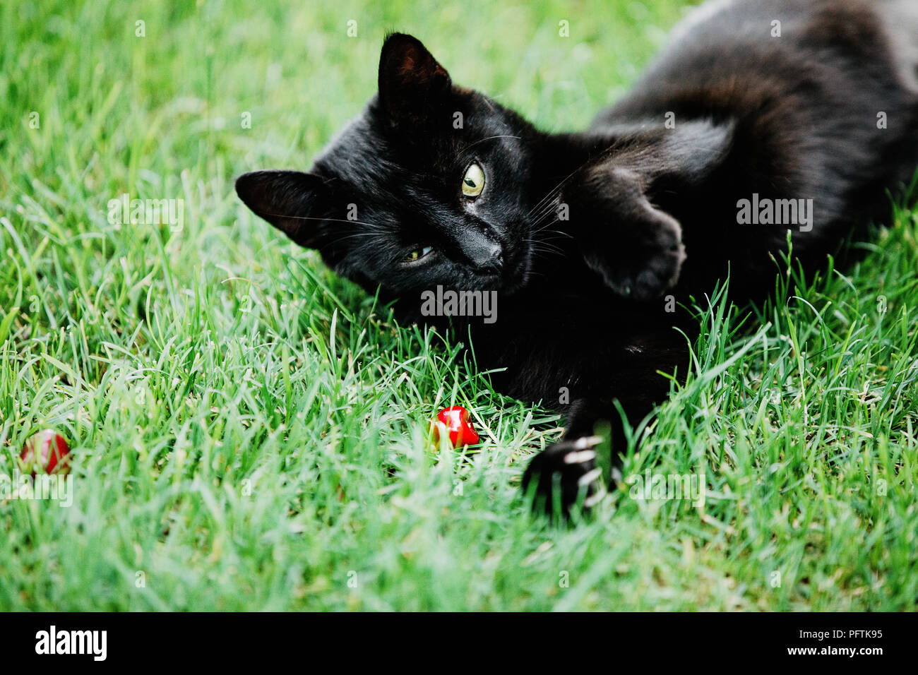 Süße schwarze Katze liegend auf grünem Gras und Suchen misstrauisch bei Red  Cherry. Schwarze Katze aberglaube als Überbringer von Pech oder Glück. Schwarze  Katze app Stockfotografie - Alamy