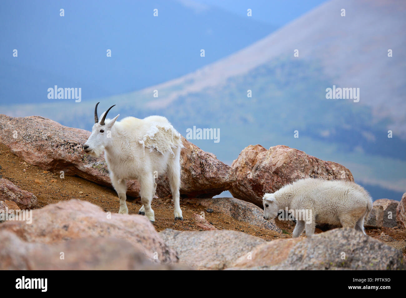 Bergziege und Baby Kind auf Felsen in Mount Evans Colorado Stockfoto