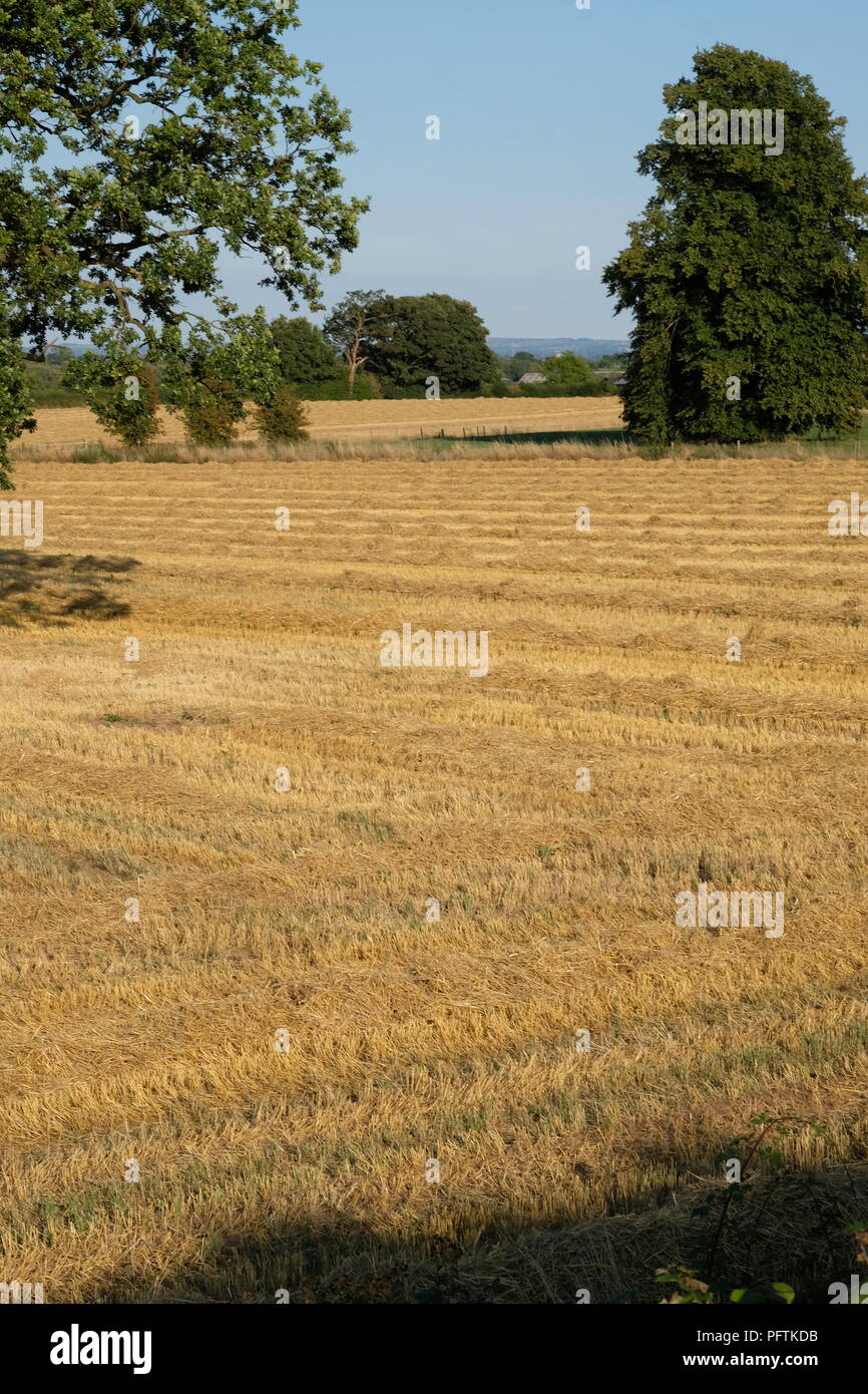 Ackerbau, Geerntet, Ackerland, Hecken, Stroh, Herbst. Herbst, Cheshire, England, Landwirtschaft, Winterbettwäsche. Stockfoto