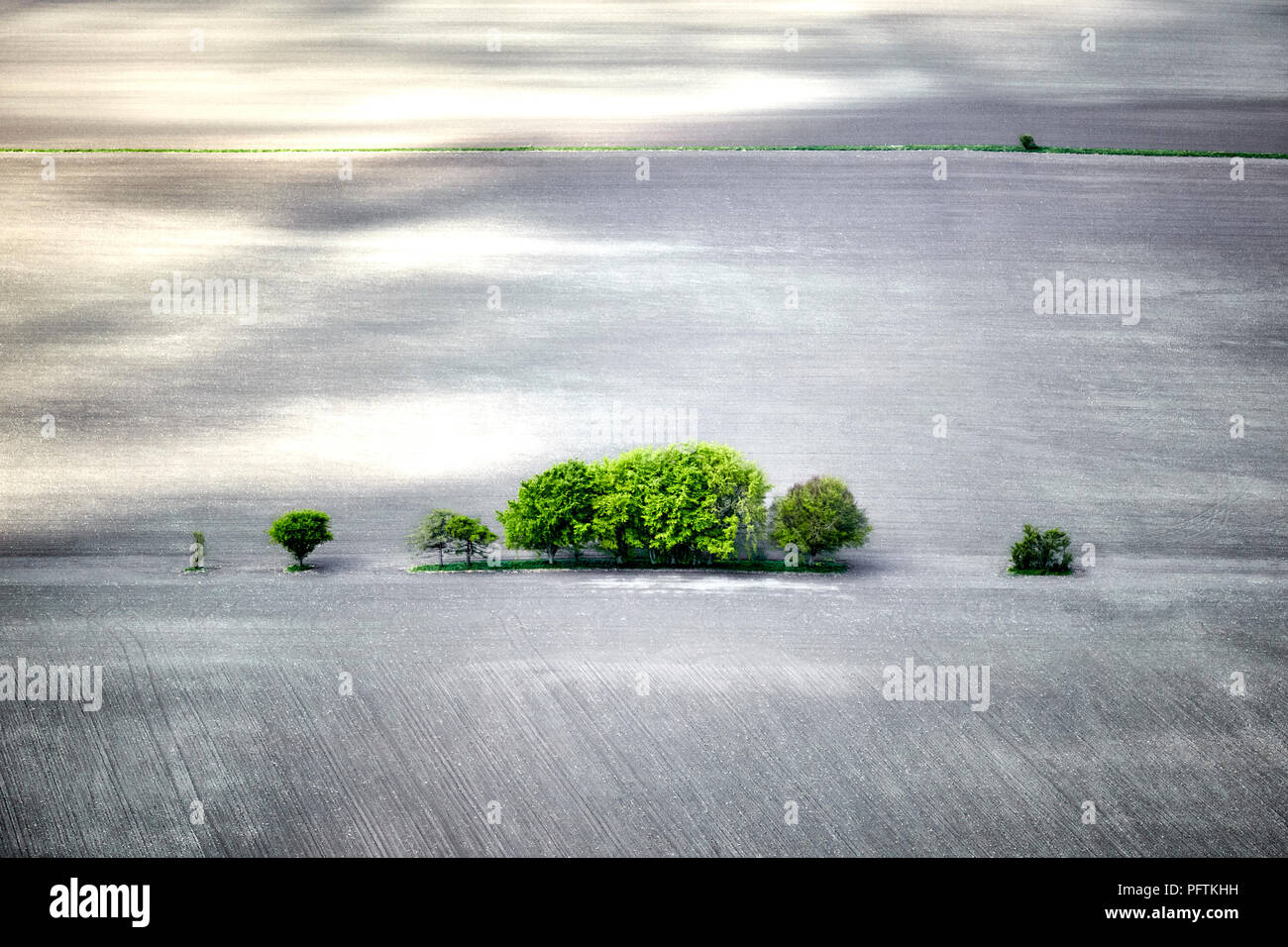 Kleine Baumgruppe von Bäumen in Chalk Feld Berkshire Stockfoto
