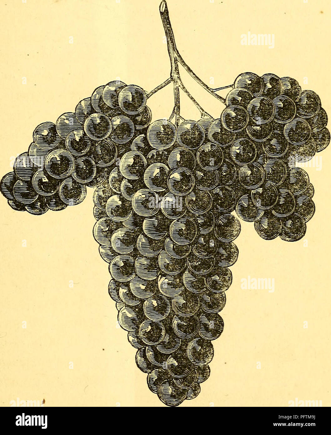 . Der Anbau der einheimischen Traube, und die Herstellung von amerikanischen Weinen. Weinbau, Wein und Wein. Abb. 24. Herbémont.-Beeren^ Durchmesser. 99. Bitte beachten Sie, dass diese Bilder sind von der gescannten Seite Bilder, die digital für die Lesbarkeit verbessert haben mögen - Färbung und Aussehen dieser Abbildungen können nicht perfekt dem Original ähneln. extrahiert. Husmann, George, 1827-1902. New York, Geo. E.&amp; F. W. Woodward Stockfoto