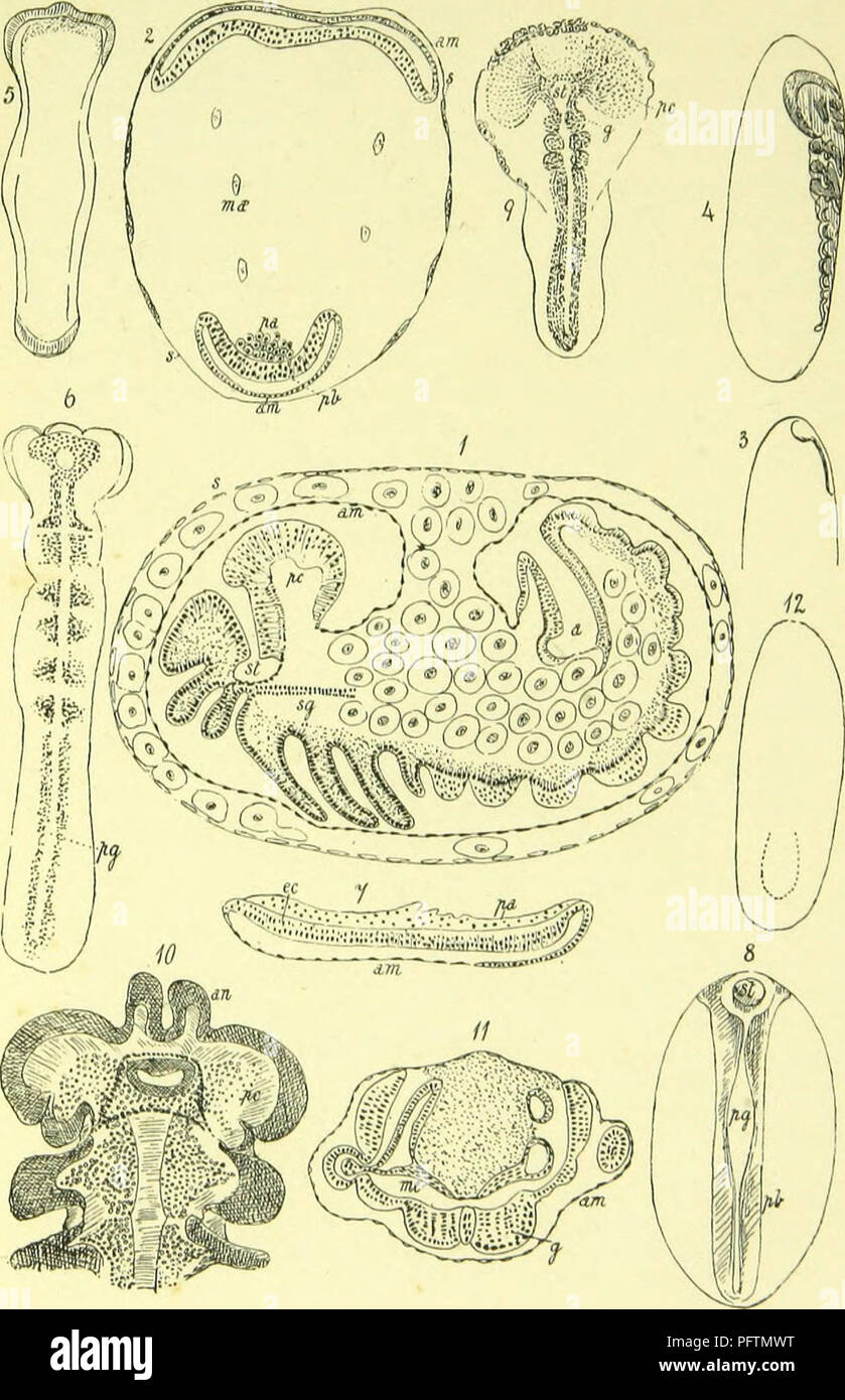 . Der Anatomie, Physiologie, Morphologie und Entwicklung der Schlag-fly (Calliphora erythrocephala.) eine Studie, die in der vergleichenden Anatomie und Morphologie von Insekten; mit Platten und Illustrationen direkt ausgeführt, die von den Zeichnungen des Autors;. Schmeißfliegen. Platte XII. EMBRYOI - OGV,. Bitte beachten Sie, dass diese Bilder sind von der gescannten Seite Bilder, die digital für die Lesbarkeit verbessert haben mögen - Färbung und Aussehen dieser Abbildungen können nicht perfekt dem Original ähneln. extrahiert. Lowne, Benjamin Thompson, 1839 -. London, Pub für den Autor von R. H. Porter Stockfoto