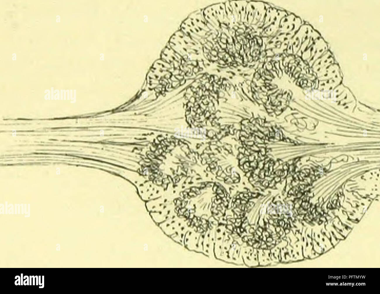. Der Anatomie, Physiologie, Morphologie und Entwicklung der Schlag-fly (Calliphora erythrocephala.) eine Studie, die in der vergleichenden Anatomie und Morphologie von Insekten; mit Platten und Illustrationen direkt ausgeführt, die von den Zeichnungen des Autors;. Schmeißfliegen. 468 DAS NERVENSYSTEM. 3. Die Oculo-Olfactoiy Bundle (PI. XXIX., Abb. 2) nach außen und nach hinten zu den thalamon. Es wurde zuerst von Viallanes beschrieben. 4. Die Glosso-Olfactory Bündel hinunter zum infra-so-phageal gangHon. Die Medulläre Substanz Der antennal gangHon hat eine sehr bemerkenswerte Struktur, genau, ähnlich wie in der Stockfoto