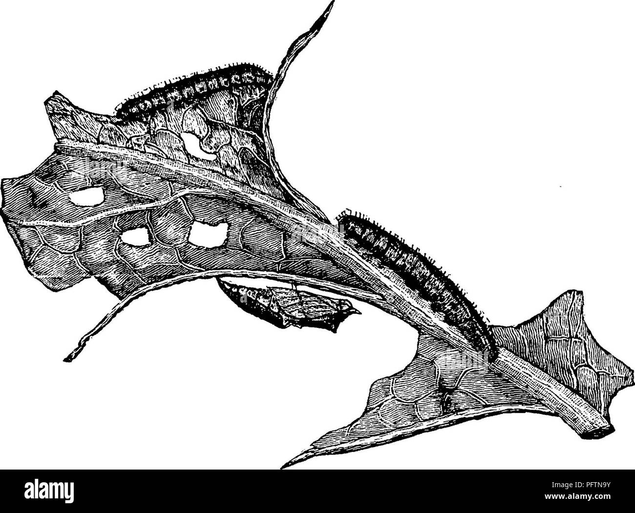 . Ein Handbuch für die Untersuchung von Insekten. Insekten. ^^2 DIE UNTERSUCHUNG VON INSEKTEN. Oar Gattungen dieser Familie lassen sich in drei Gruppen, die scheinbar kaum deutlich genug geordnet zu werden als getrennt werden. Abb. 461.- Pieris raj&gt; ce^ Larven und Puppen. unterfamilien. Das sind die Weißen, die Gelb- und Orange-Tipps. I. Weißweine. - Die häufigsten Vertreter dieser Gruppe sind die bekannten Kohl - Schmetterlinge. Sie sind weiss Schmetterlinge mehr oder weniger ausgeprägt mit Schwarz. In den Lautspre- chern der ist weiß mit gelb gefärbt; und manchmal Yel - niedrige Sorten unserer weißen Arten auftreten. Etwa ein Dutzend Nordamerikanische spe Stockfoto