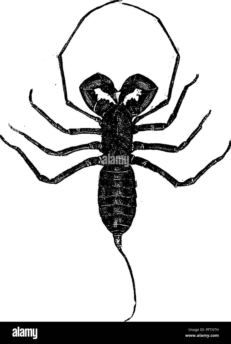 . Ein Handbuch für die Untersuchung von Insekten. Insekten. i8 DIE STUDIE VON USTSECTS. Ihre allgemeine Form sie haben einige Ähnlichkeit mit SCOR-pionen. Sie können einfach durch die Form der Vorderbeine, die stark gestreckt sind, und haben die tarsi bis in viele kleine Segmente unterschieden werden; dadurch erhalten diese Beine ein mehr oder weniger Peitsche-Peitsche - wie Aussehen. In einer Familie der Bauch trägt auch eine Peitsche-Peitsche - wie handhaben. Die Kiefer sind mit Krallen eingerichtet; die Palpen sind sehr groß und bewaffnet mit starken Stacheln, und der Bauch ist deutlich von den Thorax getrennt. Der Auftrag umfasst zwei Familien, die beide Stockfoto