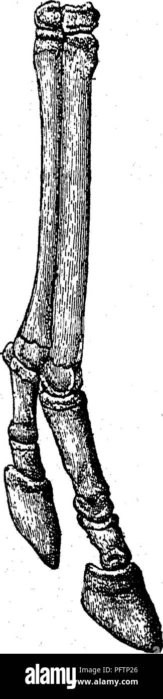 . Punkte des Pferdes; eine Abhandlung über den Körperbau, Bewegungen, Rassen und Evolution des Pferdes. Pferde. 288 EVOLUTION DES PFERDES,, Knie und Sprunggelenk nach unten, werden wir feststellen, dass, obwohl die Schiene - Knochen bilden Gelenke mit dem Knie Knochen, die werden sofort über sie; ihre unteren Enden nicht, wie die von der Kanone - Knochen, mit anderen Knochen artikulieren. Ein Mann, der nichts über die Anatomie kannte, die Funktionen, Krankheiten und von allen anderen Tieren mit Ausnahme des Pferdes, der Plan, nach dem die Knochen unterhalb der Knie und Sprunggelenke wurden gebaut; h zu kritisieren Stockfoto