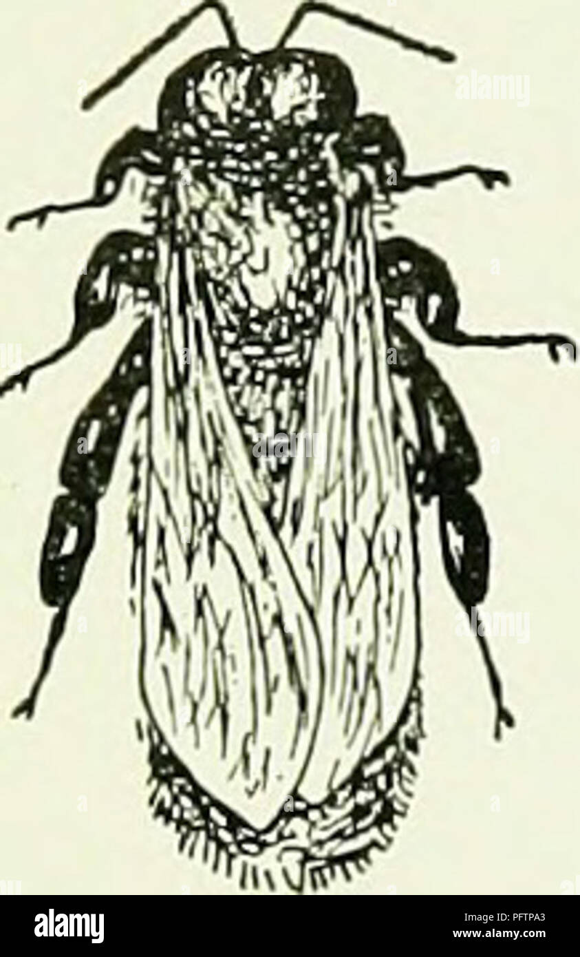 . Der Honig. Bienen. 132 Die Honey-Makers nicht so lange im Bauch. Seine Flügel sind groß und mächtig, obwohl Er sie nicht häufig verwenden. Er hat einen großen, runden Kopf mit besonders feiner Augen, seine große compound Orbs über die Seiten seines Kopfes und treffen auf die Oberseite, damit das Drängen der drei einfachen Augen von ihren Plätzen zu einer niedrigeren Position zwischen den Facettenaugen. Jedes Auge enthält die enorme Anzahl von mehr als 13 tausend Facetten, der Arbeiter nur halb so viele. Die Drohne. jjg j-j^^ g 13 Verbindungen zu seinen Antennen anstelle von zwölf, und diese bemerkenswerten Organe jedes c Stockfoto