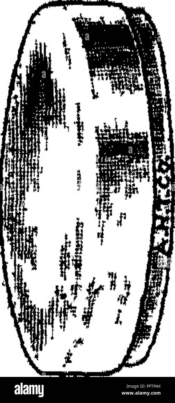 Dieser Text befasst sich mit den bakteriologischen und mykologischen Aspekten von Lebensmitteln und untersucht die Rolle von Mikroorganismen für die Lebensmittelsicherheit und -Konservierung. Sie umfasst verschiedene Arten von Bakterien und Pilzen, die in Lebensmitteln vorkommen, und ihre Auswirkungen auf die Lebensmittelqualität und -Sicherheit. Stockfoto