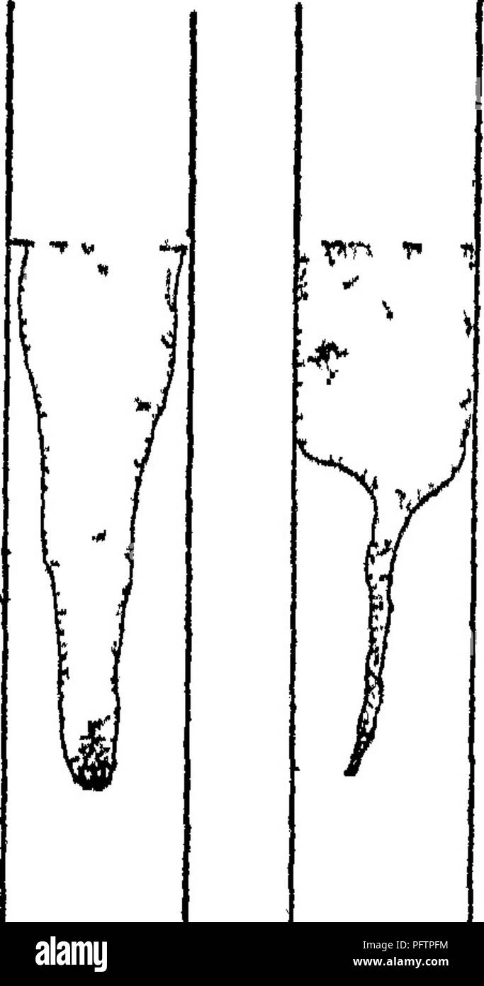 Diese Studie untersucht die Beziehung zwischen Mikroorganismen und landwirtschaftlichen Erzeugnissen, einschließlich Milch, Boden, Wasser und Düngemitteln, mit einem Schwerpunkt auf die Rolle von Bakterien bei der Milchkontamination. Sie umfasst die verschiedenen Arten von Bakterien, die in Milchprodukten vorkommen, und ihre Auswirkungen auf die Lebensmittelsicherheit und die landwirtschaftlichen Praktiken. Stockfoto