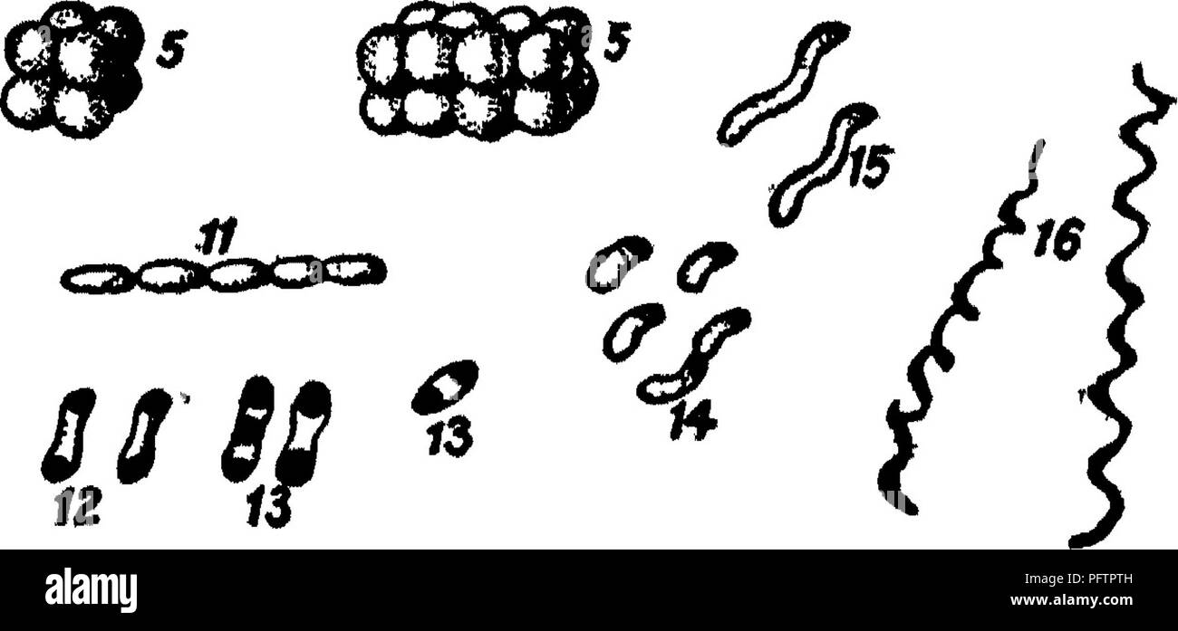 . Bakterien in Bezug auf die Fruchtbarkeit des Bodens. Boden Mikrobiologie, Bakteriologie, Landwirtschaftliche. Form UND STRUKTUR VON MIKROORGANISMEN die Zelle ist die Einheit des Lebens. Diese besteht aus einer äußeren mem-brane, das eine Halbfeste Masse von protoplasma. Höhere Pflanzen und Tiere bestehen aus Millionen von Zellen.. 99 0000000 ^J o^ YiG, 4.-^ Die normalen Bakterien. 1-6 y Kokken; J-xSi Bazillen 5 14-163 Spirillen; j, micrococcus; 2 und 5, diplokokken; 4, tetracoccus; 5, sarcina; 6; Streptokokken (die untere Kette umfasst eine arthrospore) j7 und St Bazillen, p, J12 und jj, Bazillen mit verschiedenen Stockfoto