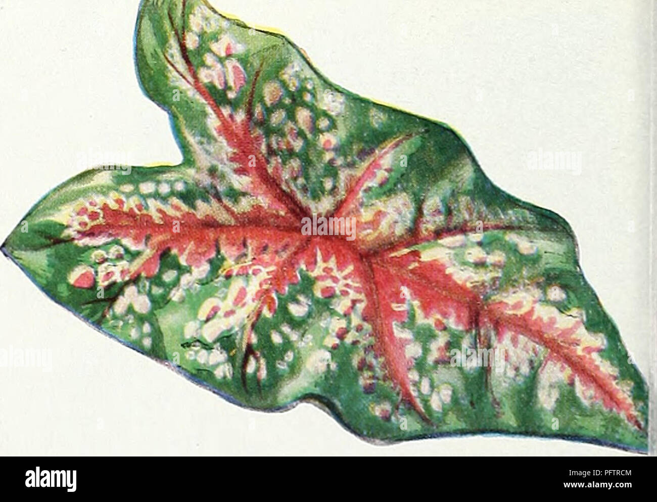 . Currie's Garten jährliche: 1939. Blumen Samen Kataloge, Leuchtmittel (Pflanzen) Samen Samen Kataloge Kataloge; Gemüse; Baumschulen (Gartenbau) Kataloge; Pflanzen, Zierpflanzen Kataloge; Gartengeräte und Zubehör Kataloge. 30 DR. F.E. Bennett. (A) Pfirsich - Rot, Flame scarlet Kehle, gefleckt Ruby und cremig whito. Frieden. (B) Weiß mit hellen lilac im Inneren der Blütenblätter. ORANGE QUEEN. (C) AP-ricot und orange. BETTY NUTHALL. (D) Coral, yel-lov/, orange. Große, starke Stacheln. CHARLES DICKENS. (E) Wein - violett. VIRGINIA. (F) Wunderschöne Scarlet. Riesige Nymphe. (G) Licht sal-mon-rosa. Einen o Stockfoto