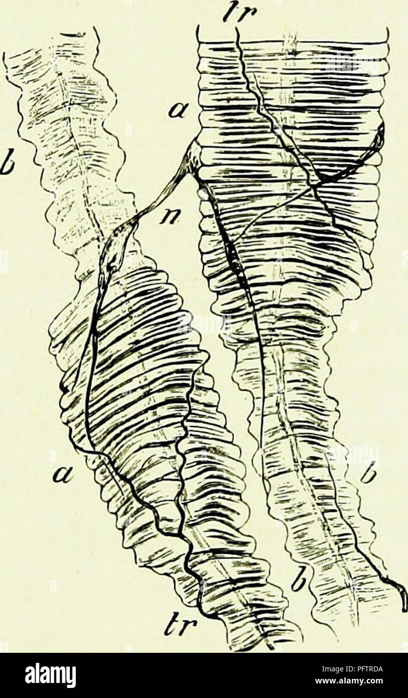 . Bienen & Amp; Imkerei; wissenschaftliche und praktische. Eine vollständige Abhandlung über die Anatomie, Physiologie, floralen Beziehungen, und rentablen Bewirtschaftung des Hives Biene. Biene Kultur; Bienen. Allgemeine Struktur. 41 Aktivieren der Drohne das Abdomen Vertrag, um die expulsive handeln. Eine dieser Fasern, wo verkürzt und verdickt (wie bei A, Abb. 9), kann^ Joth°f ^ ncn im Durchmesser messen, während die entspannte Teil der Faser wird über T^n -^ dieser Muskel gekonnt und schnell entfernt werden, und entweder in die Flüssigkeiten des Tieres oder in ein wenig schwach Salz und Wasser auf das Mikroskop. Abb. Stockfoto