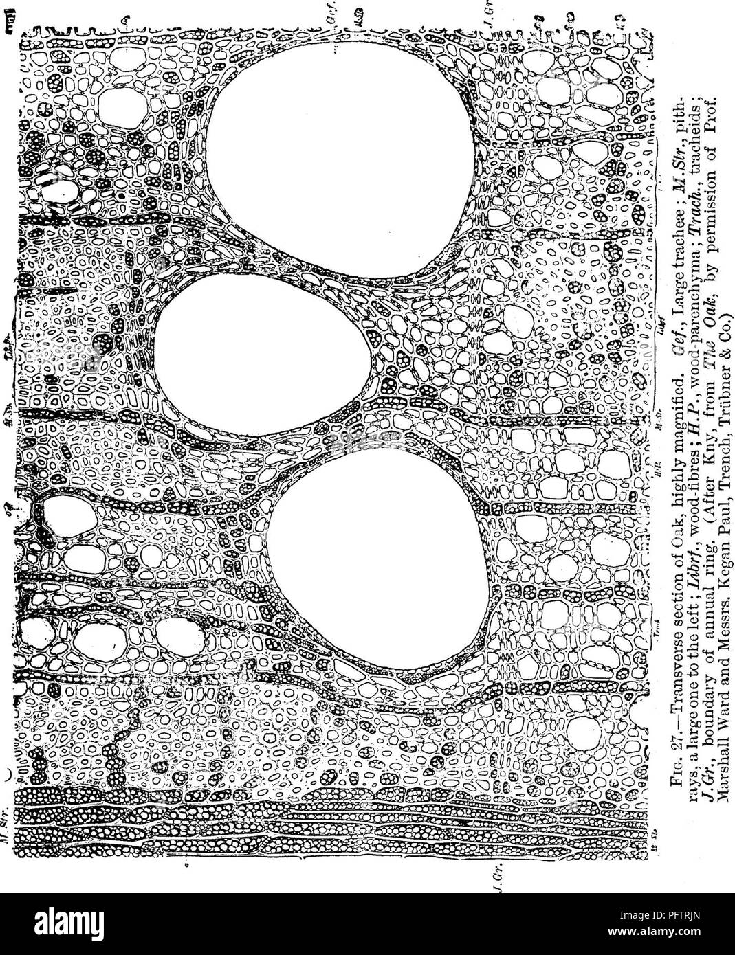 . Holz; ein Handbuch der Naturgeschichte und industrielle Anwendungen der Hölzer. Holz; Holz. Ringe und falsche Ringe 31 zu den Fasern als kleiner und dicker - in einem Teil der einzelnen Ring ummauerten, während die Schiffe können gleichmäßig über den ganzen Wald verstreut werden. Holz unterscheiden sich sehr stark auf die zirkularität Ihrer Ringe. In nicht wenigen Fällen deutlich gewellt sind; und zwar in Buche und Hainbuche die Kämme der Wellen - wie gesehen in einem Querschnitt - nach innen biegen am primären markröhre-Strahlen, in der Bar-Berry sie nach außen biegen. In Evergreens, zu denen sie gehören, der Großteil der Tro Stockfoto