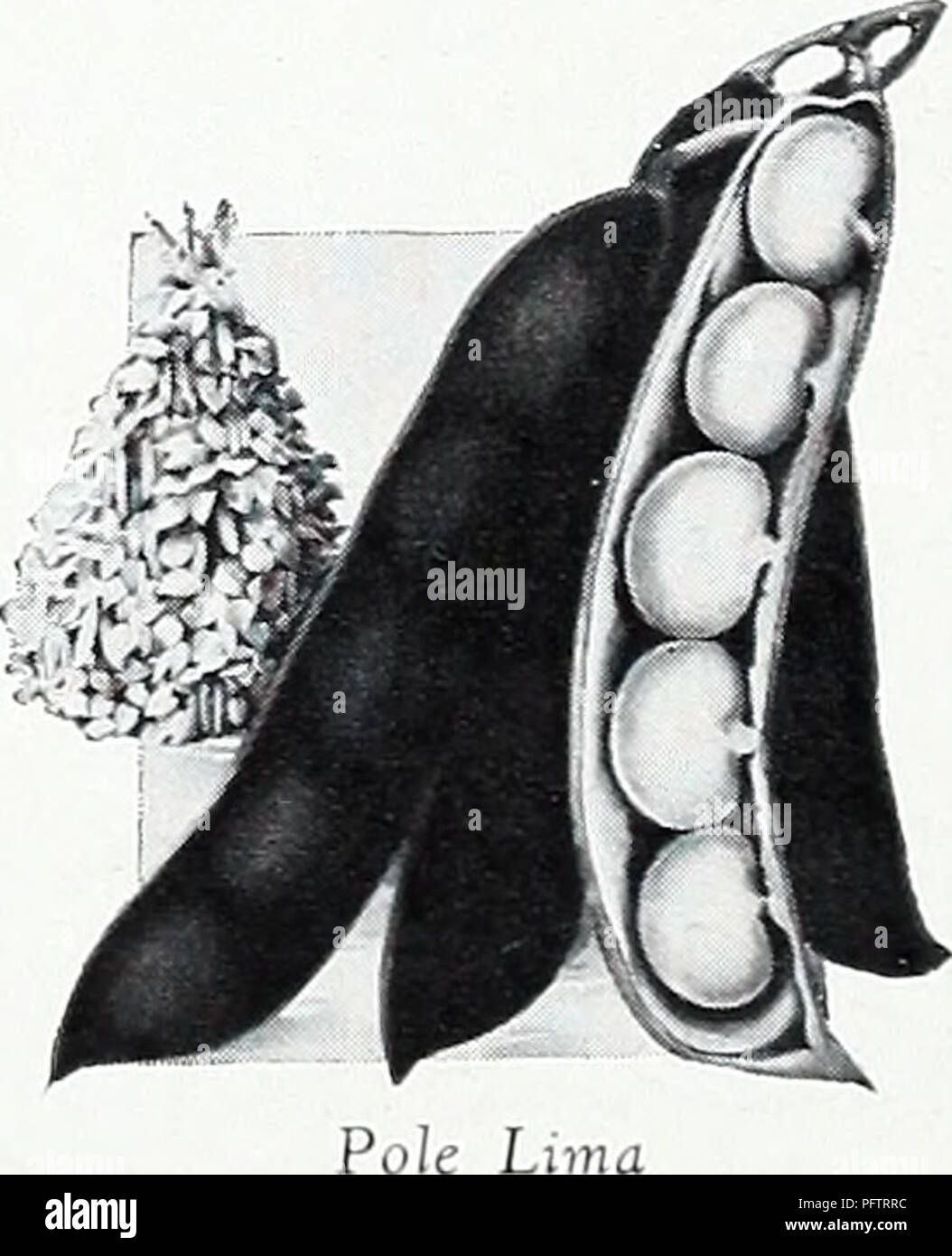 . Currie's Garten jährliche: 1939. Blumen Samen Kataloge, Leuchtmittel (Pflanzen) Samen Samen Kataloge Kataloge; Gemüse; Baumschulen (Gartenbau) Kataloge; Pflanzen, Zierpflanzen Kataloge; Gartengeräte und Zubehör Kataloge. Bean. Kentucky Wunder Zwerg Shell Bohnen BOSTON KLEINE ERBSE BEAN - Sehr eorly Ende überaus fruchtbar. Die Hülsen wachsen in Clustern. Plont in Zeilen 3 Meter auseinander und 4 bis 6 Zoll auseinander in den Zeilen. Ich lb., 30 c; Pkt., lOc. RED NIERE - ICH 35 c; Pkt., lOc. Die drei besten WACHS BOHNEN - Currie ist Rostfrei Wachs, Bleistift 'od Wachs und Unriv 3 LED-Wachs. '/2 lb. Jedes. 55 c; lb., Ea ch, SI. OO Pkt., jedes Stockfoto