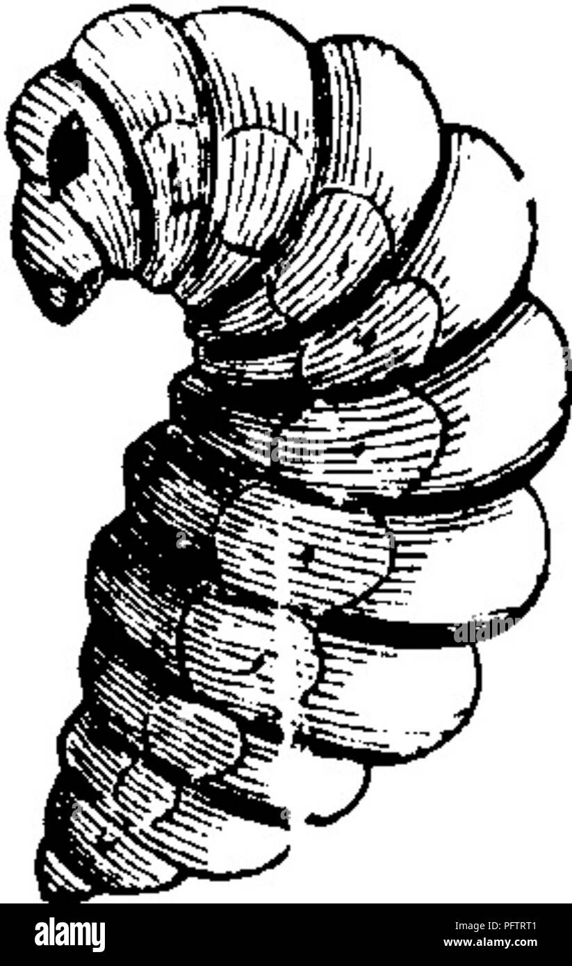 Dieses Buch befasst sich mit den wichtigsten Insektenschädlingen, die Obstpflanzen schädigen, und bietet detaillierte Darstellungen ihrer Auswirkungen. Sie bietet Einblicke in die Auswirkungen dieser Insekten auf die Obstproduktion und die Methoden, die zur Bekämpfung ihrer Populationen zur Verfügung stehen, und unterstreicht die wirtschaftliche Bedeutung des Schädlingsmanagements in der Landwirtschaft. Stockfoto
